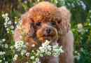 Dwarc poodle dog. Leírás, jellemzők, karakter, gondozás és ár a fajta